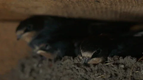 Chicks pricked up, danger Video stock 93485498