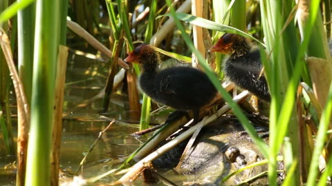 Chicks in reeds 動画素材 91738937