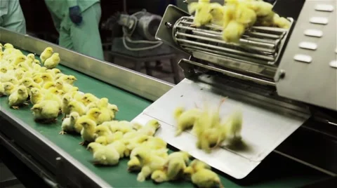 Chicks Selection at the Hatchery 2 Stock Footage 44210396