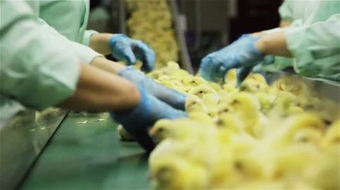 Chicks Selection at the Hatchery Stock Footage 44210491