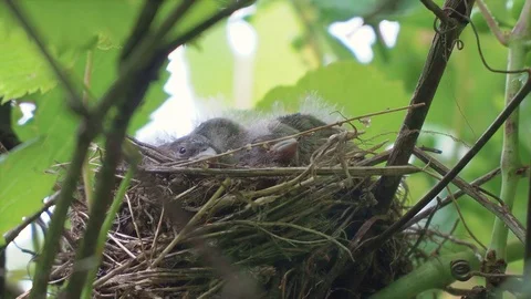 Chicks sitting in the nest Stock Footage 117628012
