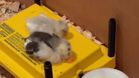 Chicks sleeping Stock Footage 270975036