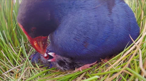 Chicks squawking for food. Stock Footage 49835398