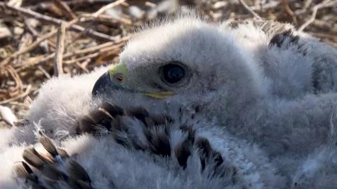 Chicks of the steppe eagle in the nest close up Video stock 306358386