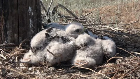 Chicks of the steppe eagle in the nest close up 库存影片 306358458