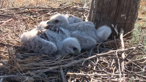 Chicks of the steppe eagle in the nest Stock Footage 306358383