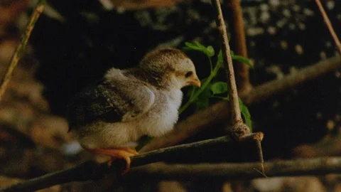 Chicks Stone town Stock Footage 129261374