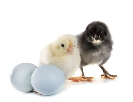 Chicks in studio Fotos Stock