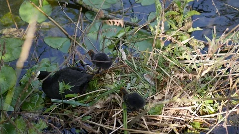 Chicks swimming with mother Video stock 80456992