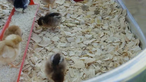 Chicks in tank eating Stock Footage 197839437