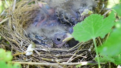 Chicks in their nest Stock Footage 110845510
