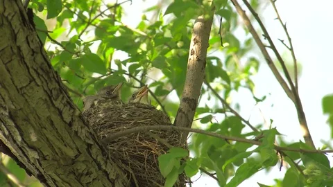 Chicks of Thrush in Nest Video stock 76220796
