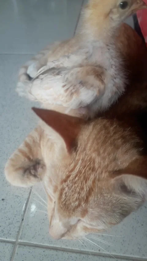 Chicks vs cats are the same as orange Stock Footage 211668774