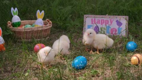 Chicks Walking on Grass by Easter Colored Eggs Stock Footage 168235029