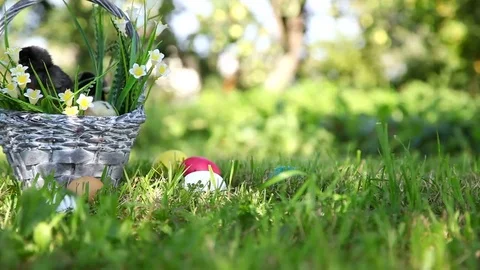 Chicks walking on the grass Video stock 69081519