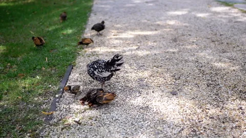 Chicks Walking in Grass Stock Footage 293223606