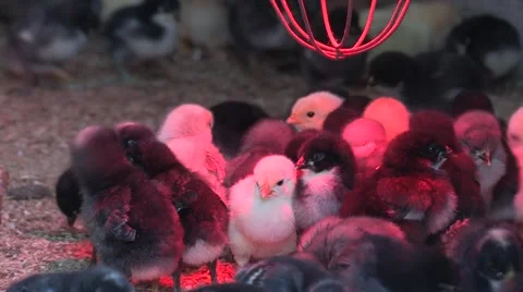 Chicks warming under a heating light Stock-Footage 51135272
