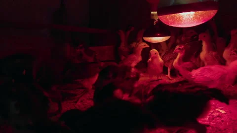 Chicks Warming Up Under Infrared Bulb in Cage Stock Footage 301261621