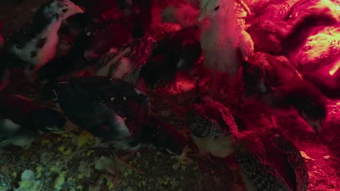 Chicks Warming Up Under Infrared Bulb in Cage Stock Footage 301261881