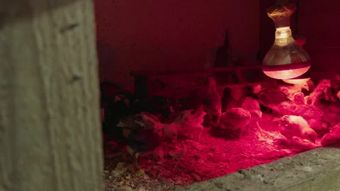 Chicks Warming Up Under Infrared Bulb in Cage Stock Footage 301262303