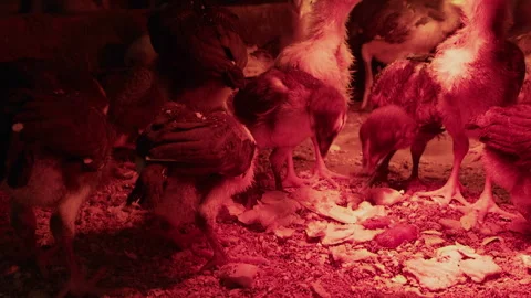 Chicks Warming Up Under Infrared Bulb in Cage Stock Footage 301262566