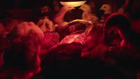 Chicks Warming Up Under Infrared Bulb in Cage Stock Footage 301263325