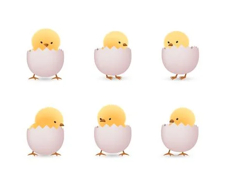 Chicks in white broken eggs bottom set Stock Illustration