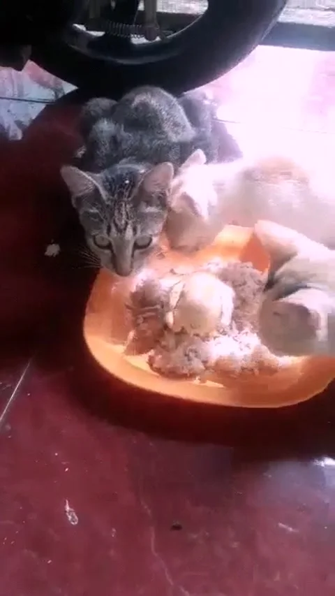 Chicks win vs hordes of cat squad Stock Footage 211670983