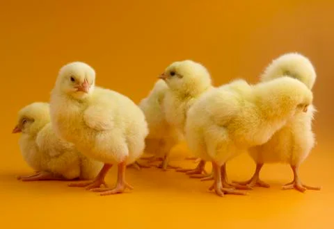 Chicks on yellow background Stock Photos