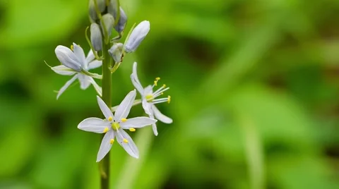 Chickweed Dance Stockbeeldmateriaal 67490806