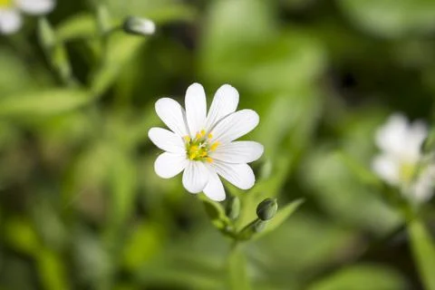Chickweed flower close-up Stock Photos