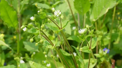 Chickweed Flowers Stock-Footage 332582602