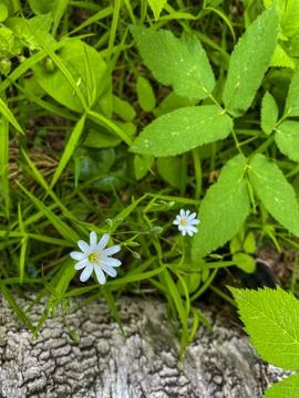 Chickweed lanceolate in the forest in spring. Stock Photos