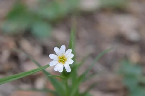 Chickweed Stock Photos