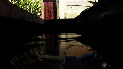 Chiclids in a pond Stock Footage 26208081