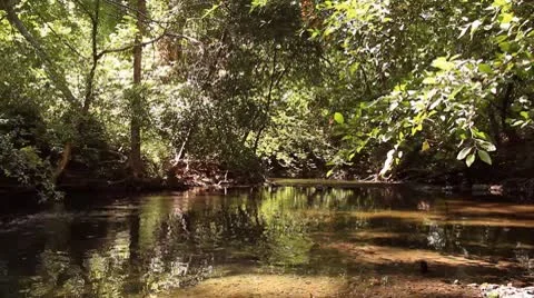 Chico Stream.mp4 動画素材 8840137