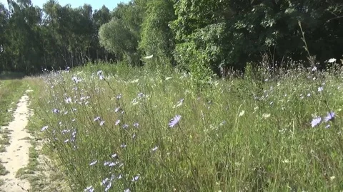 Chicory along the road 스톡 동영상 78019585