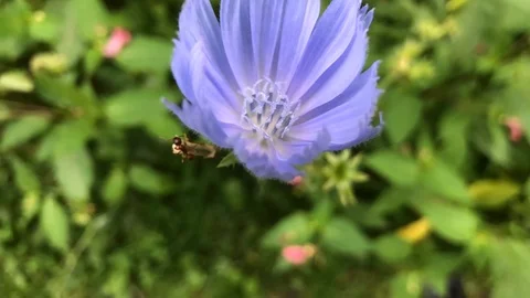 Chicory and ant 스톡 동영상 114270611