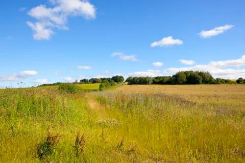 Chicory and crops Stock Photos