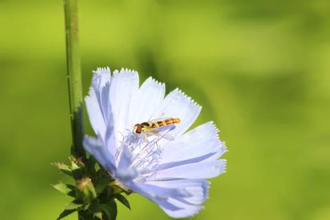 Chicory and the two - winged insect Stock Photos