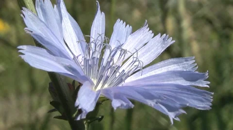 Chicory blooms in the meadow. Stock Footage 7746721
