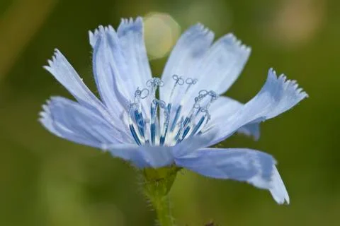 Chicory blue flower Stock Photos