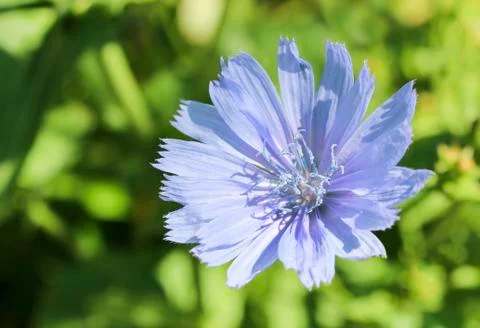 Chicory. Cichorium Stock Photos