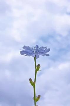 Chicory on clouds sky background. One flower side. Medicinal plant Stock Photos
