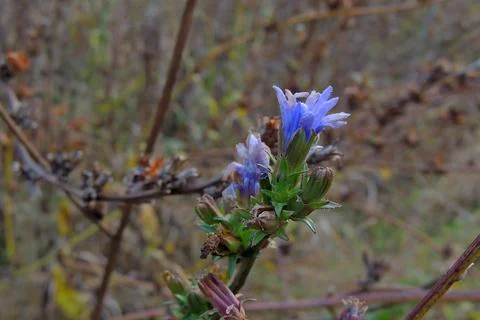Chicory in the field Foto stock