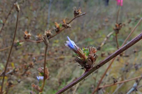 Chicory in the field Stock Photos