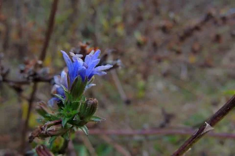 Chicory in the field Foto stock