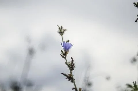 Chicory flower on a background of the cloudy sky. Close-up. Stock Photos