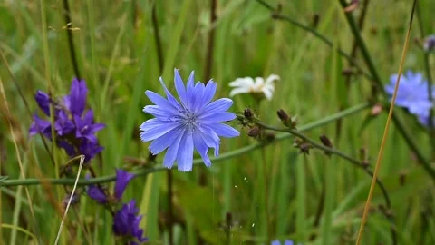 Chicory flower on a background of grass and other flowers Stock Footage 138397352