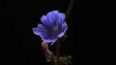 Chicory flower on black background Stock Footage 116722204